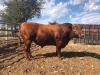 1X ANGUS BULL STILLERUS ANGUS - 3