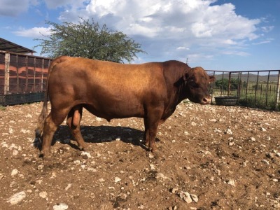 1X ANGUS BULL STILLERUS ANGUS