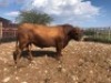 1X ANGUS BULL STILLERUS ANGUS - 2