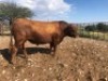 1X ANGUS BULL STILLERUS ANGUS - 3