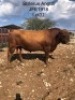 1X ANGUS BULL STILLERUS ANGUS - 4