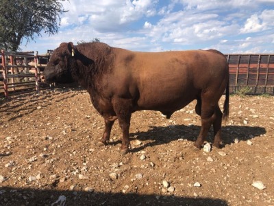 1X ANGUS BULL STILLERUS ANGUS