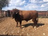 1X ANGUS BULL STILLERUS ANGUS - 3