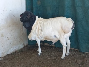 1X PERSIAN RAM FLOCK VAN NIEKERK BDY