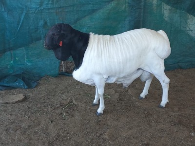 1X PERSIAN RAM STUD VAN NIEKERK BDY