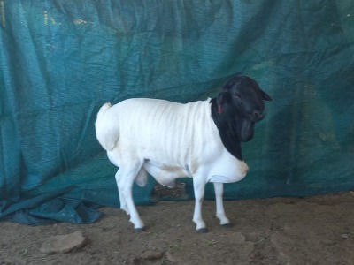 1X PERSIAN RAM FLOCK VAN NIEKERK BDY