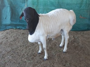 1X PERSIAN RAM FLOCK VAN NIEKERK BDY