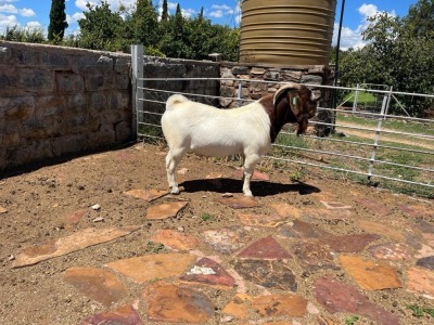 1X BOER GOAT BUCK STUD H KORB