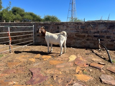 1X BOER GOAT DOE STUD H KORB