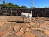 WITHDRAWNX BOER GOAT BUCK H KORB