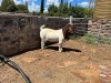 1X BOER GOAT BUCK FLOCK H KORB