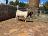 WITHDRAWNX BOER GOAT BUCK H KORB