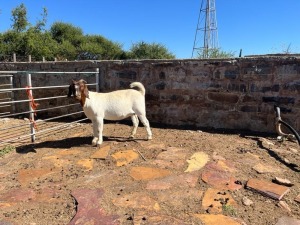 1X BOER GOAT DOE STUD H KORB