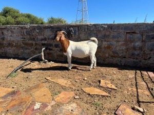 1X BOER GOAT DOE FLOCK H KORB