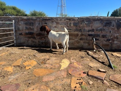 1X BOER GOAT DOE STUD H KORB