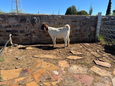 1X BOER GOAT DOE STUD H KORB