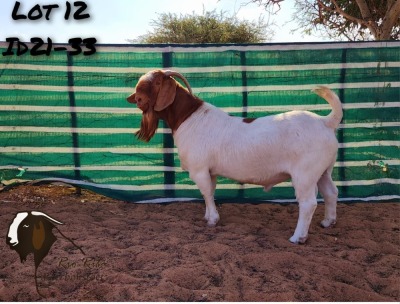 1X BOER GOAT BUCK FLOCK ON COLOUR RIO-RITA BOERBOKSTOET