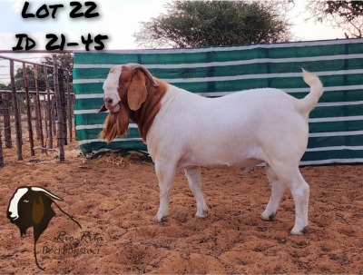 1X BOER GOAT BUCK STUD RIO-RITA BOERBOKSTOET