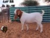 1X BOER GOAT BUCK STUD RIO-RITA BOERBOKSTOET