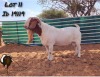 WITHDRAWNX BOER GOAT BUCK RIO-RITA BOERBOKSTOET