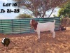 WITHDRAWNX BOER GOAT BUCK RIO-RITA BOERBOKSTOET