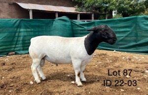 1X DORPER RAM FLOCK GRASVLAKTE DORPER