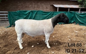 1X DORPER RAM FLOCK GRASVLAKTE DORPER