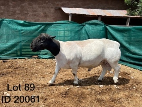 1X DORPER RAM FLOCK GRASVLAKTE DORPER