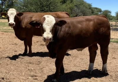 1+1 x SIMMENTALER COW WITH CALVE LRA 1872 Lussim Bergjon Philip Lombard