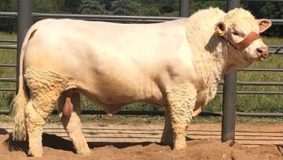 1 x CHAROLAIS BULL MCS200041 Clive Marshall