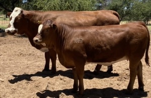 1+1 x SIMMENTALER COW WITH CALVE LRA 1549 Lussim Miabru (AI) Philip Lombard