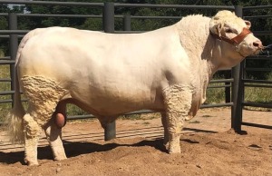 1 x CHAROLAIS BULL MCS200047 Clive Marshall