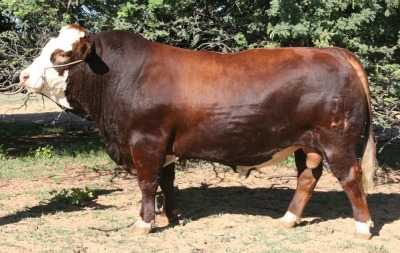 1 x SIMMENTALER BULL LRA 1910 Lussim Kralbi Philip Lombard