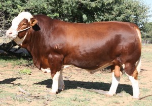 1 x SIMMENTALER BULL LRA 204 Lussim Harab Philip Lombard