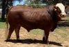 1 x SIMMENTALER BULL LRA2037 Lussim Harvis Philip Lombard