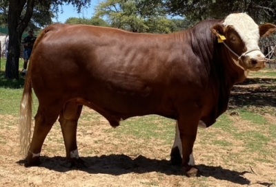 1 x SIMMENTALER BULL LRA2037 Lussim Harvis Philip Lombard