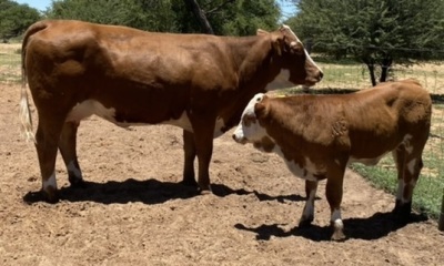 1+1 x SIMMENTALER COW WITH CALVE LRA 1896 Lussim Manbru Philip Lombard