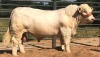 1 x CHAROLAIS BULL MCS 200048 Clive Marshall