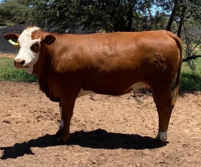 1 x SIMMENTALER COW LRA2133 Lussim Siema Philip Lombard