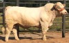 1 x CHAROLAIS BULL MCS 200043 Clive Marshall