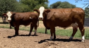 1+1 x SIMMENTALER COW WITH CALVE LRA 1940 Lussim Tamry Philip Lombard