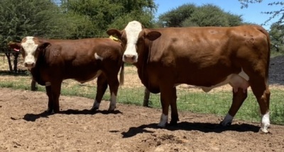 1+1 x SIMMENTALER COW WITH CALVE LRA 1940 Lussim Tamry Philip Lombard