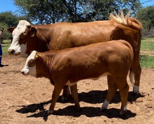 1+1 x SIMMENTALER COW WITH CALVE LRA 2016 Lussim Biry Philip Lombard