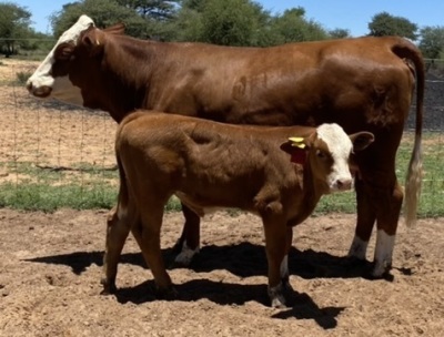 1+1 x SIMMENTALER COW WITH CALVE LRA2044 Lussim Diery Philip Lombard