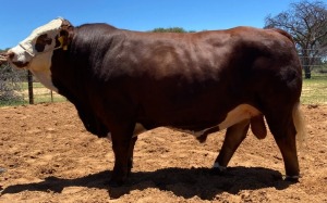 1 x SIMMENTALER BULL LRA2013 Lussim Habrow Philip Lombard