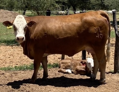 1+1 x SIMMENTALER COW WITH CALVE LRA 2042 Lussim Jamery Philip Lombard