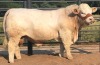 1 x CHAROLAIS BULL MCS 200049 Clive Marshall