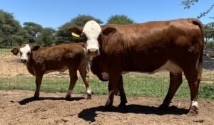 1+1 x SIMMENTALER COW WITH CALVE LRA2052 Lussim Miery Philip Lombard