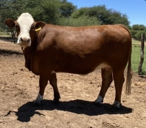 1 x SIMMENTALER COW LRA2036 Lussim Yory Philip Lombard