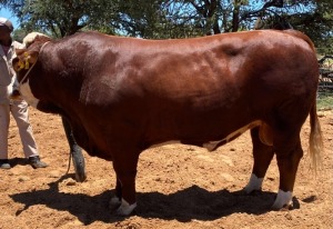 1 x SIMMENTALER BULL LRA2014 Lussim Hadi Philip Lombard